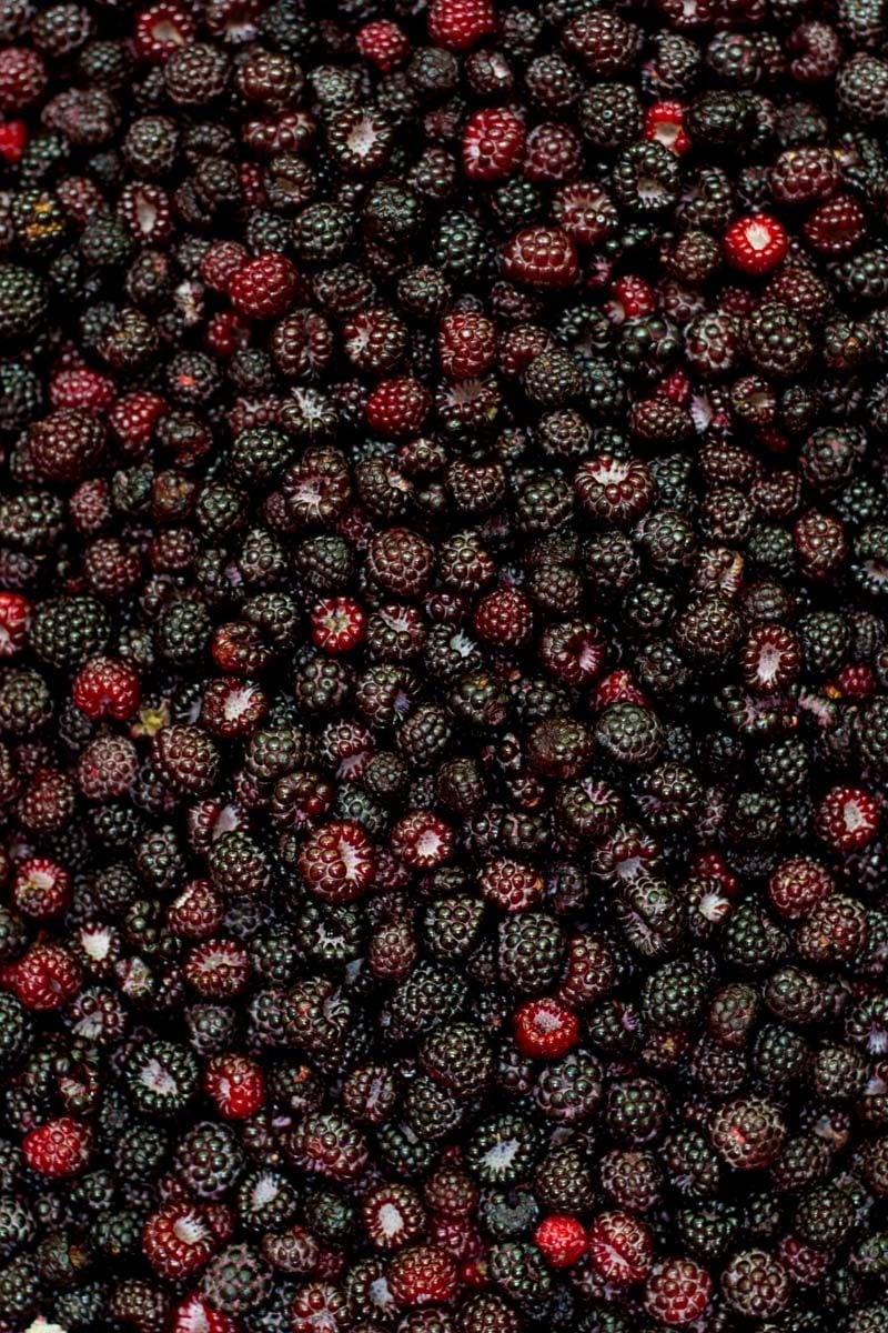 Black Raspberries